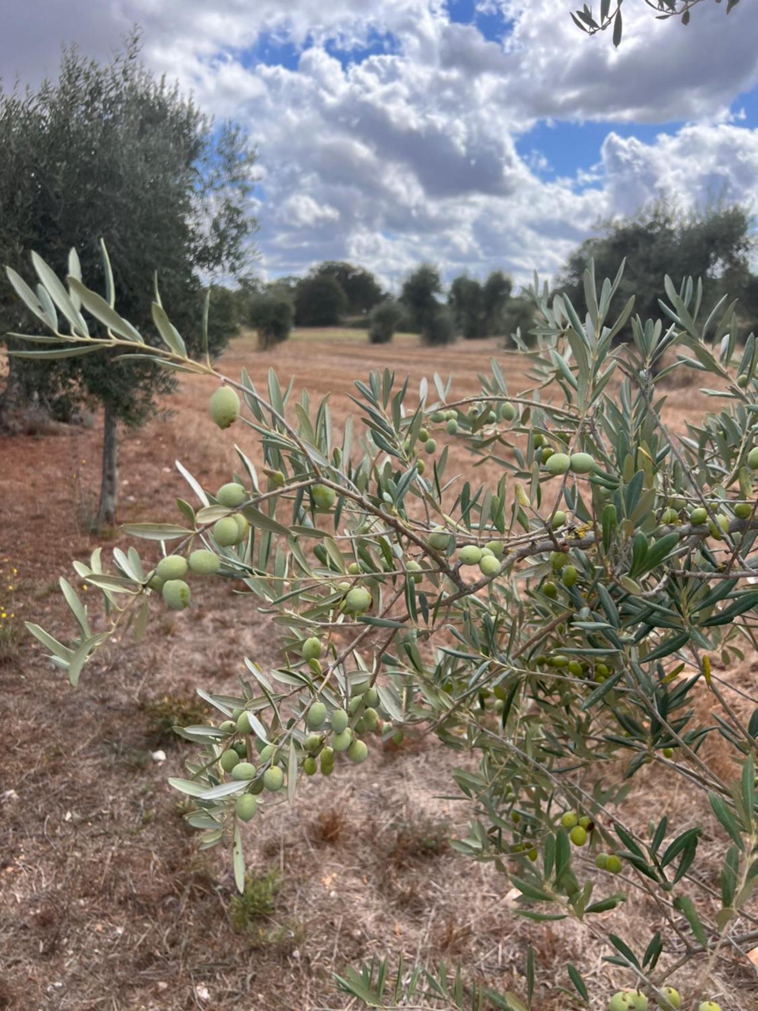 Masseria Battaglini 마르티나프란카 외부 사진